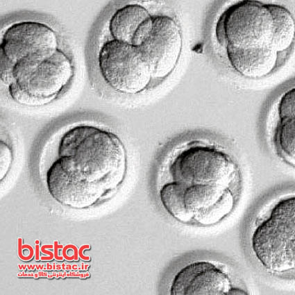 The first artificial embryo-bistac-ir