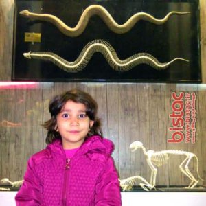Animal Science Museum-bistac-ir02