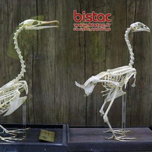 Animal Science Museum-bistac-ir03