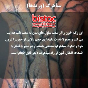 Types of blood vessels-bistac-ir04