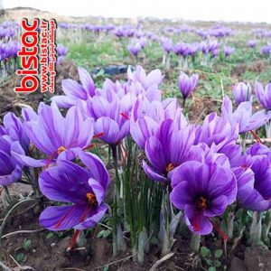 Harms of excessive consumption of saffron-bistac-ir01